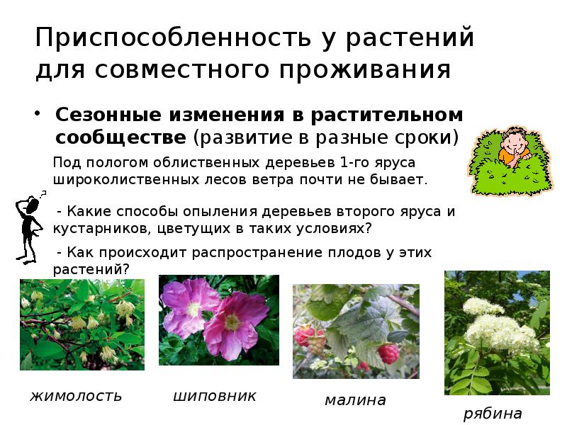 Какие растительные сообщества вы знаете кратко. Приспособленность растений. Сезонные приспособления растений. Растительных сообществ взаимоотношения. Приспособления растений к жизни в природе.