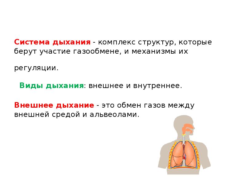 Система дыхания - комплекс структур, которые берут участие газообмене, и механизмы Система дыхания - комплекс структур, которые берут участие газообмене, и механизмы