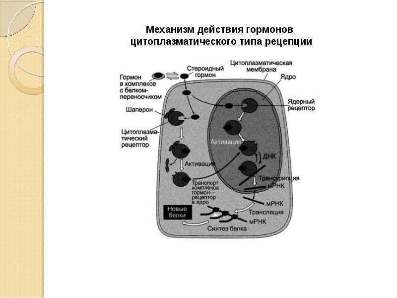 Схема мембранной рецепции