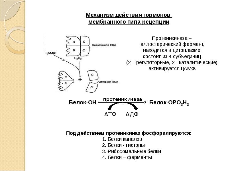 Мембранный тип. ЦАМФ механизм действия. Мембранная рецепция гормонов схема. Механизм мембранной рецепции гормонов. Протеинкиназа регуляция активности.