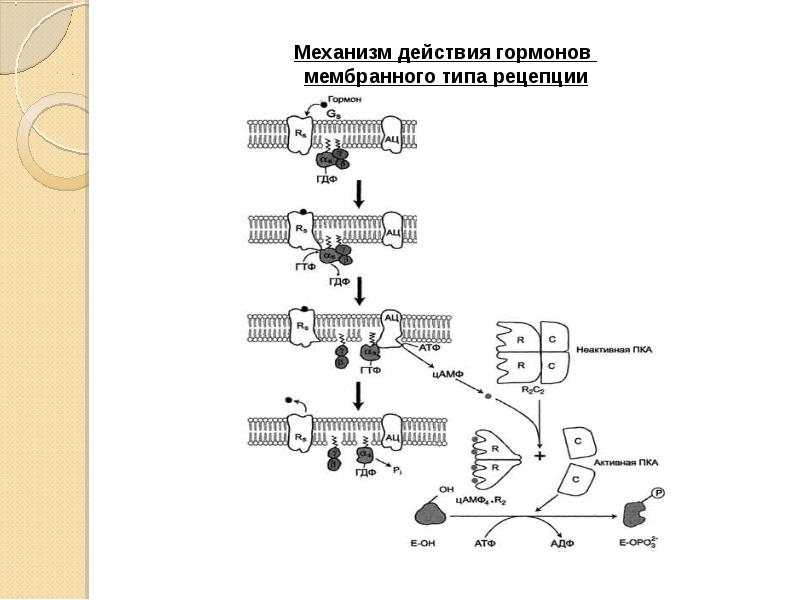 Схема мембранной рецепции