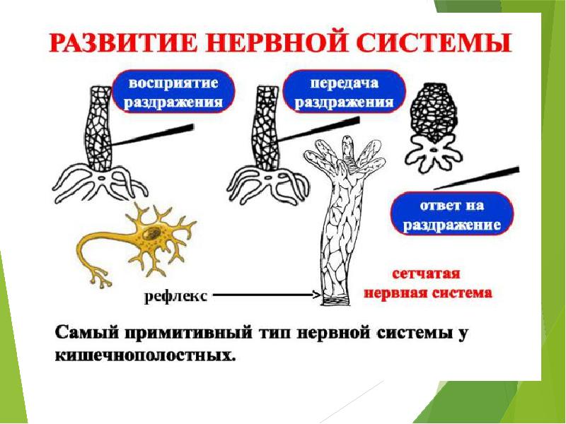 Гуморальная регуляция презентация 6 класс пасечник