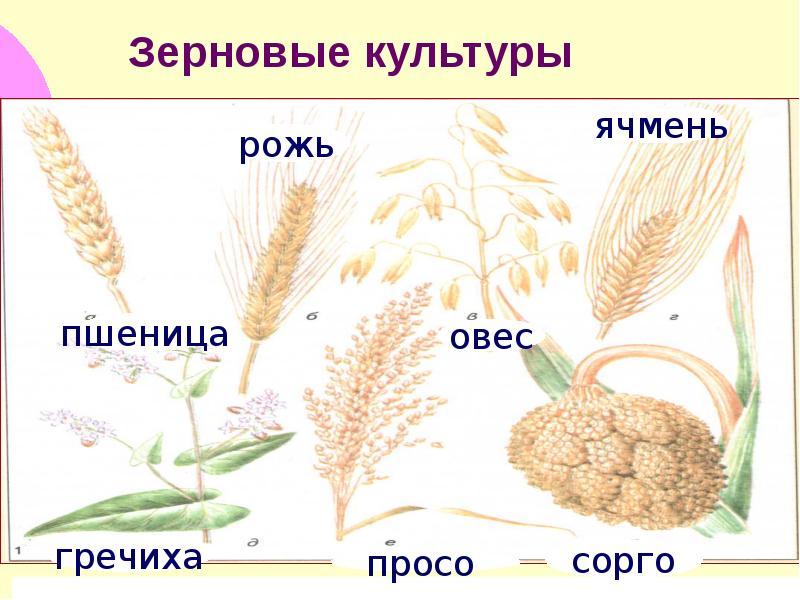 Нарисуй растение хлебный злак 3 класс окружающий мир картинки