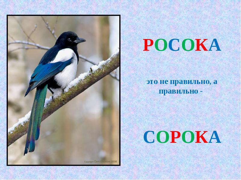 Сорока фото и описание. Сорока на хвосте принесла. Сорока краткое описание. Сорока описание птицы. Сорока описание птицы.