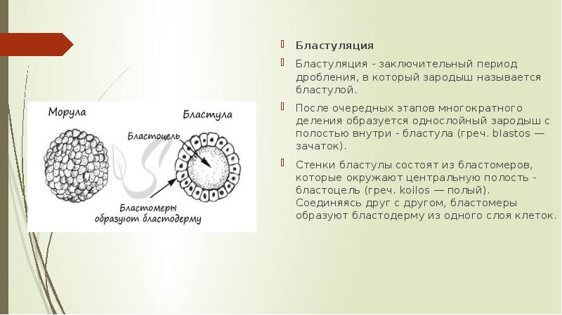 Однослойный зародыш в форме шара