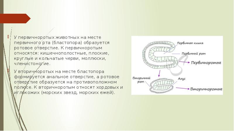 Первичноротые