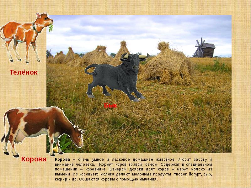 Домашние животные Домашними называют животных которые живут рядом с ...