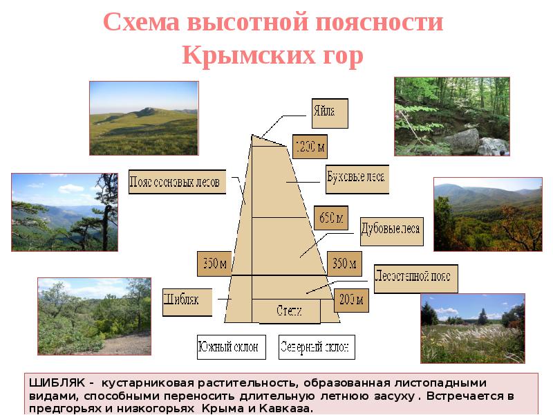 Субтропики высотная поясность в горах презентация 8 класс география