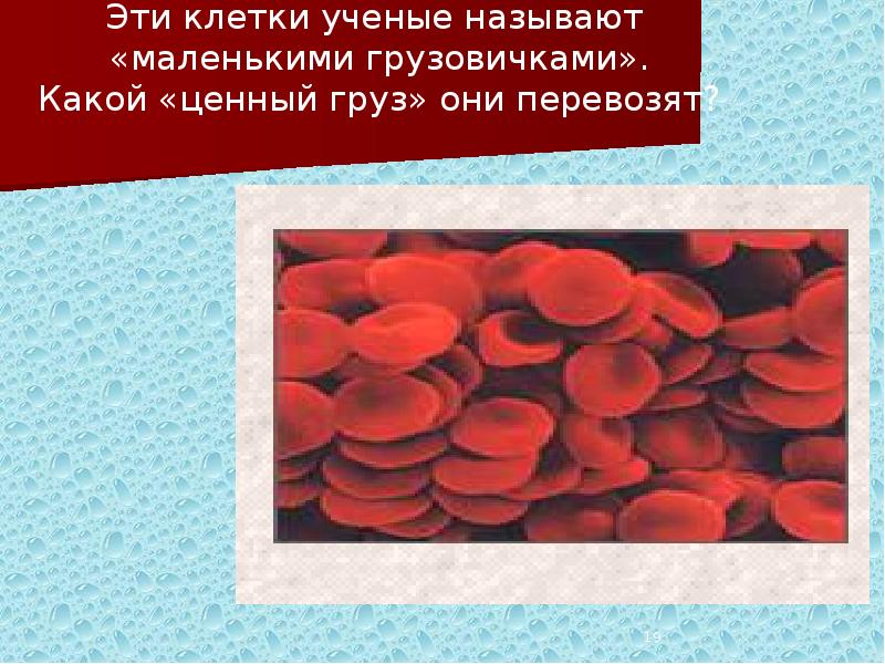 Презентация по биологии кровеносная система кровь 7 класс презентация