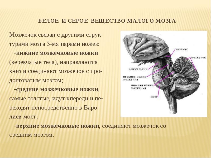 Средние ножки мозжечка. Ножки мозжечка анатомия. Верхние мозжечковые ножки. Нижняя мозжечковая ножка. Нижние мозжечковые ножки.