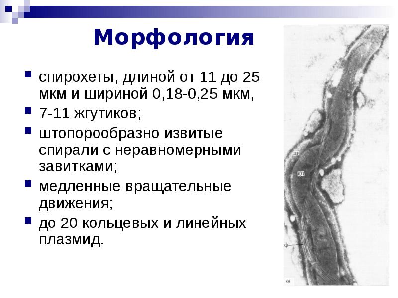 Патогенные спирохеты презентация