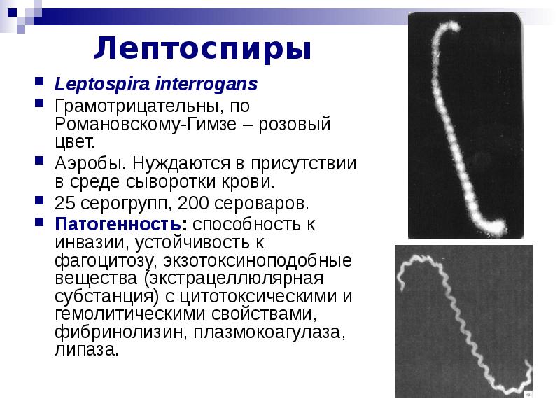 Патогенные спирохеты презентация