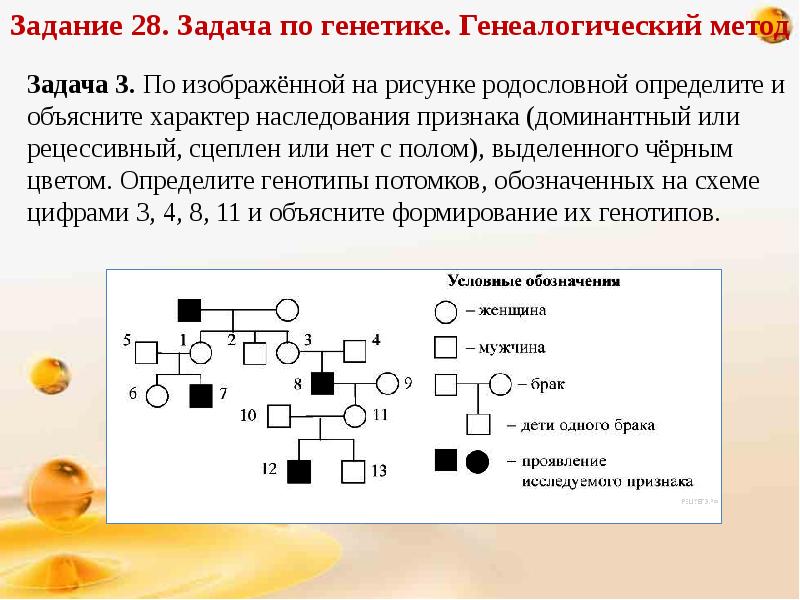 Задачи по генетике презентация