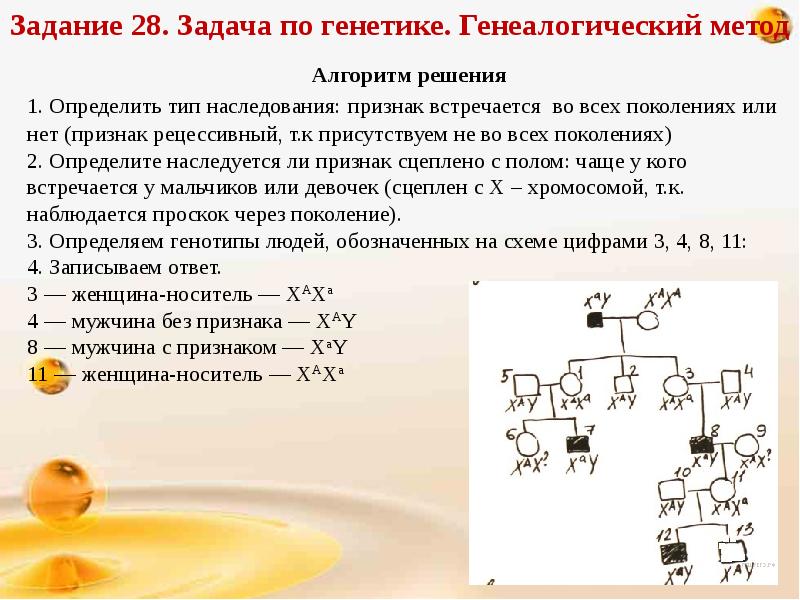 Генетика презентация егэ