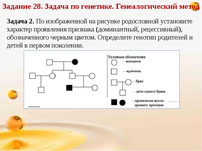 Задачи по генетике презентация