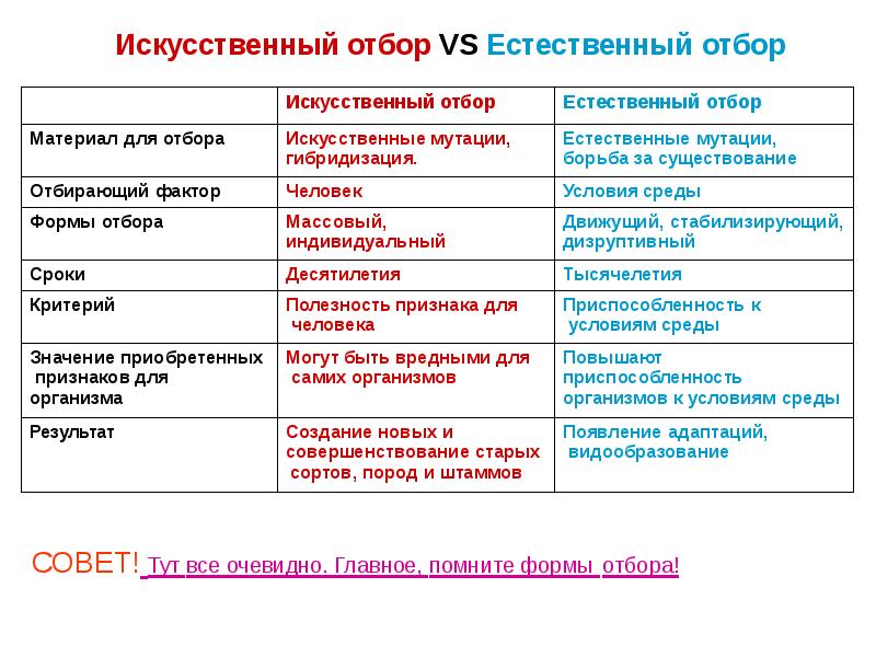 Естественный и искусственный отбор презентация