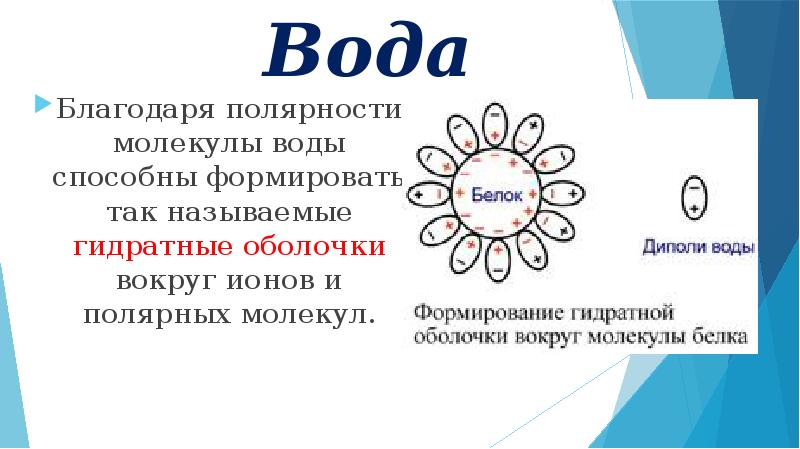 Благодаря воде. Гидратная вода. Гидратная оболочка воды. Гидратная оболочка ионов. Гидратная оболочка функции.