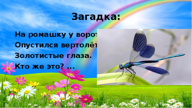 В гости к хозяйке луга занятие в средней группе презентация