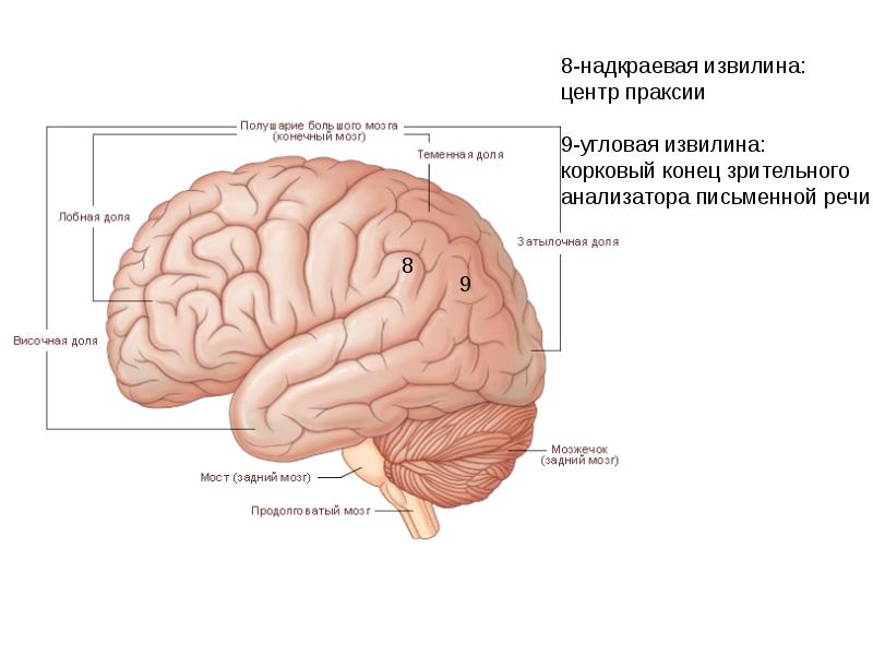 Конечный мозг презентация