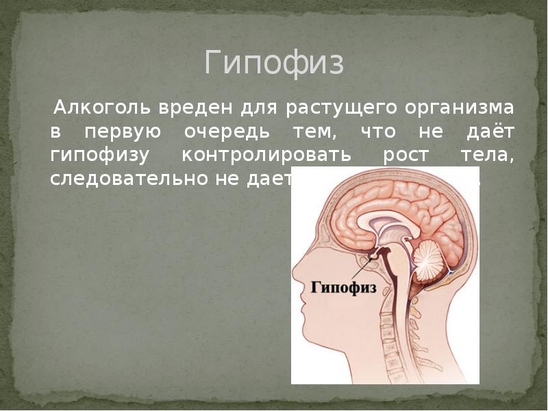 Гипофиз
Алкоголь вреден для растущего организма в первую очередь Гипофиз
Алкоголь вреден для растущего организма в первую очередь