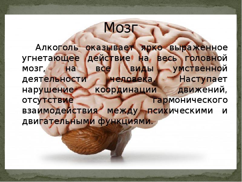 Мозг
Алкоголь оказывает ярко выраженное угнетающее действие на весь Мозг
Алкоголь оказывает ярко выраженное угнетающее действие на весь