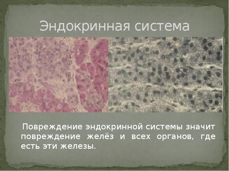Эндокринная система
Повреждение эндокринной системы значит Эндокринная система
Повреждение эндокринной системы значит