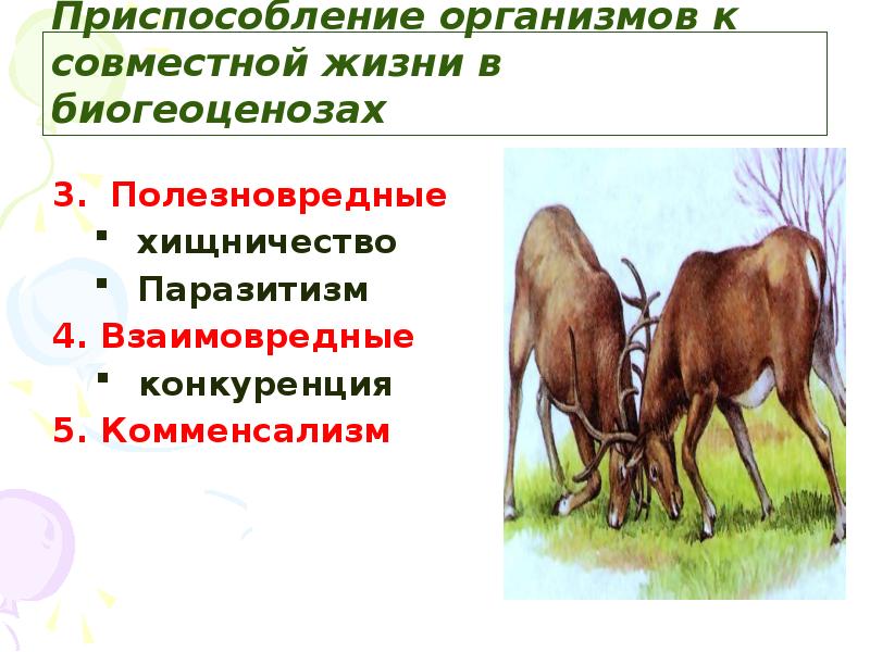 Сожительство двух организмов полезное обоим. Приспособление организмов. Паразитизм комменсализм хищничество. Хищничество паразитизм конкуренция. Полезновредные отношения примеры.