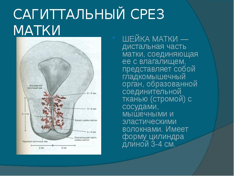 3 части матки. Шейка матки Сагиттальный срез. Дистальный отдел матки. Матка в сагиттальной плоскости.