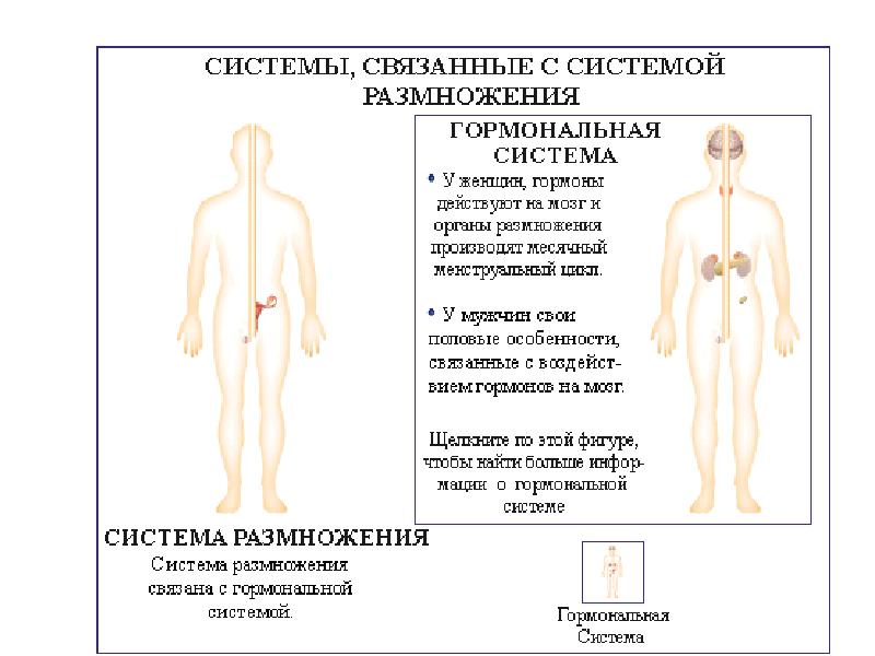 Где находятся яичники у мужчины на картинке