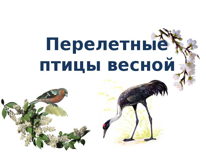 Птицы весной надпись. Надпись птицы весной для детского. Птицы весной презентация