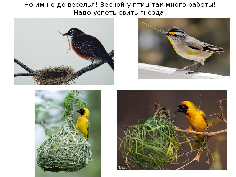Как изменилось поведение птиц. Весеннее поведение птиц. Птицы весной для дошкольников. Презентация весенние птицы. Поведение птиц весной.