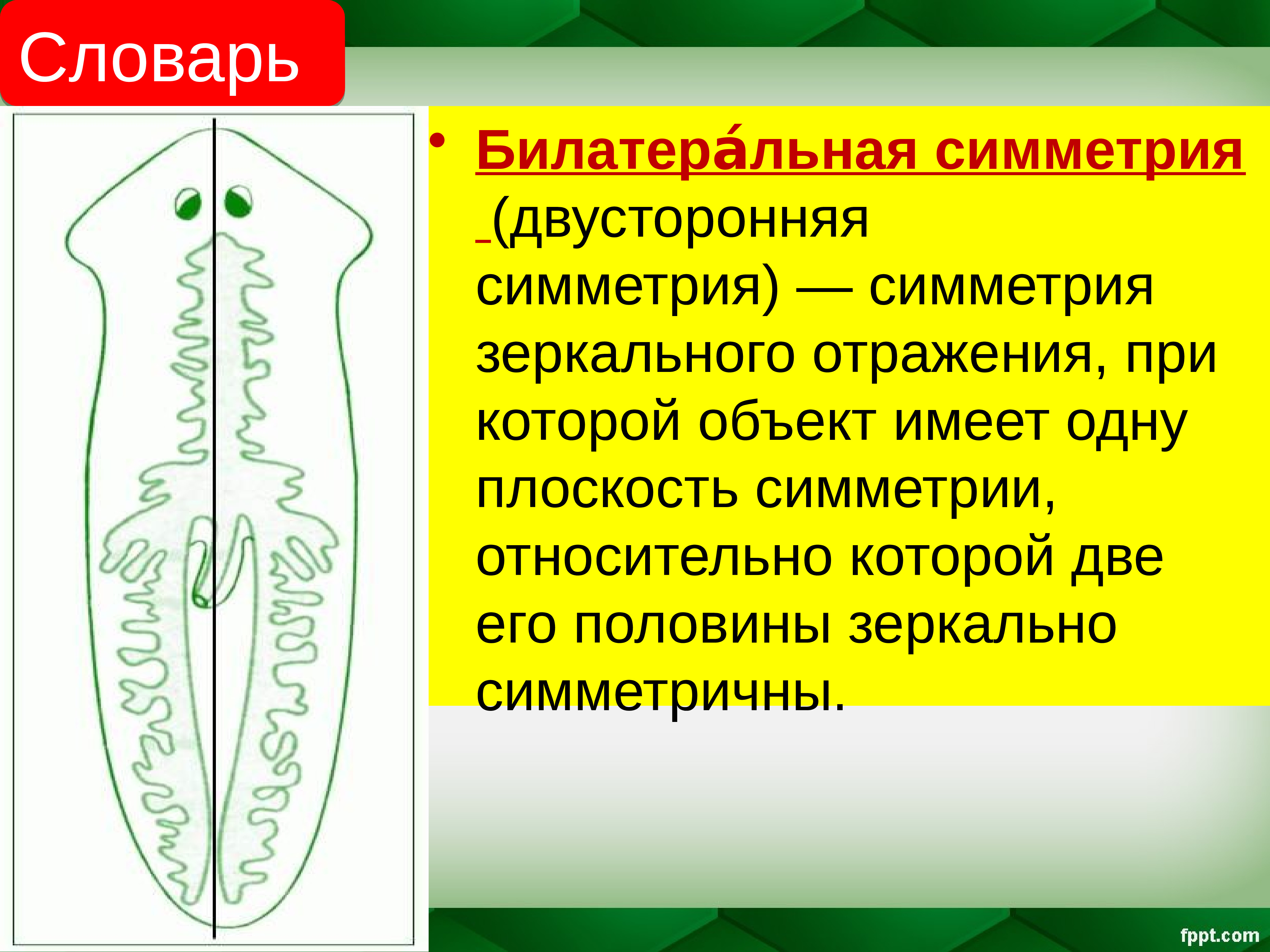 Двусторонняя симметрия это. Билатеральная симметрия. Билатеральная симметрия это в биологии. Билатеральная симметрия (двухсторонняя). Билатеральная симметрия тела.