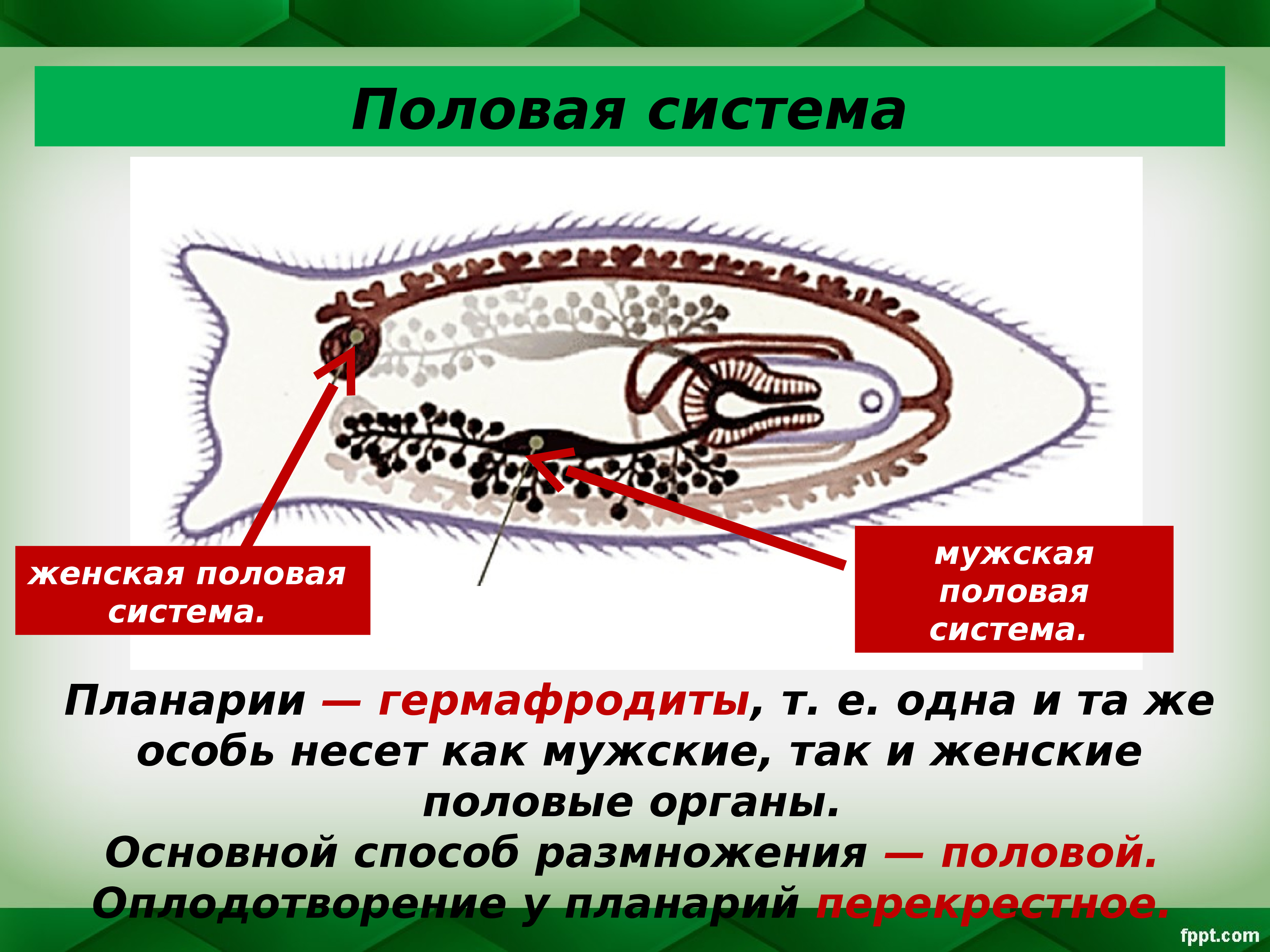 Размножение плоских червей. Движение круглых червей. Живорождение плоских червей. Способы движения круглых червей. Плоские черви женская половая система.