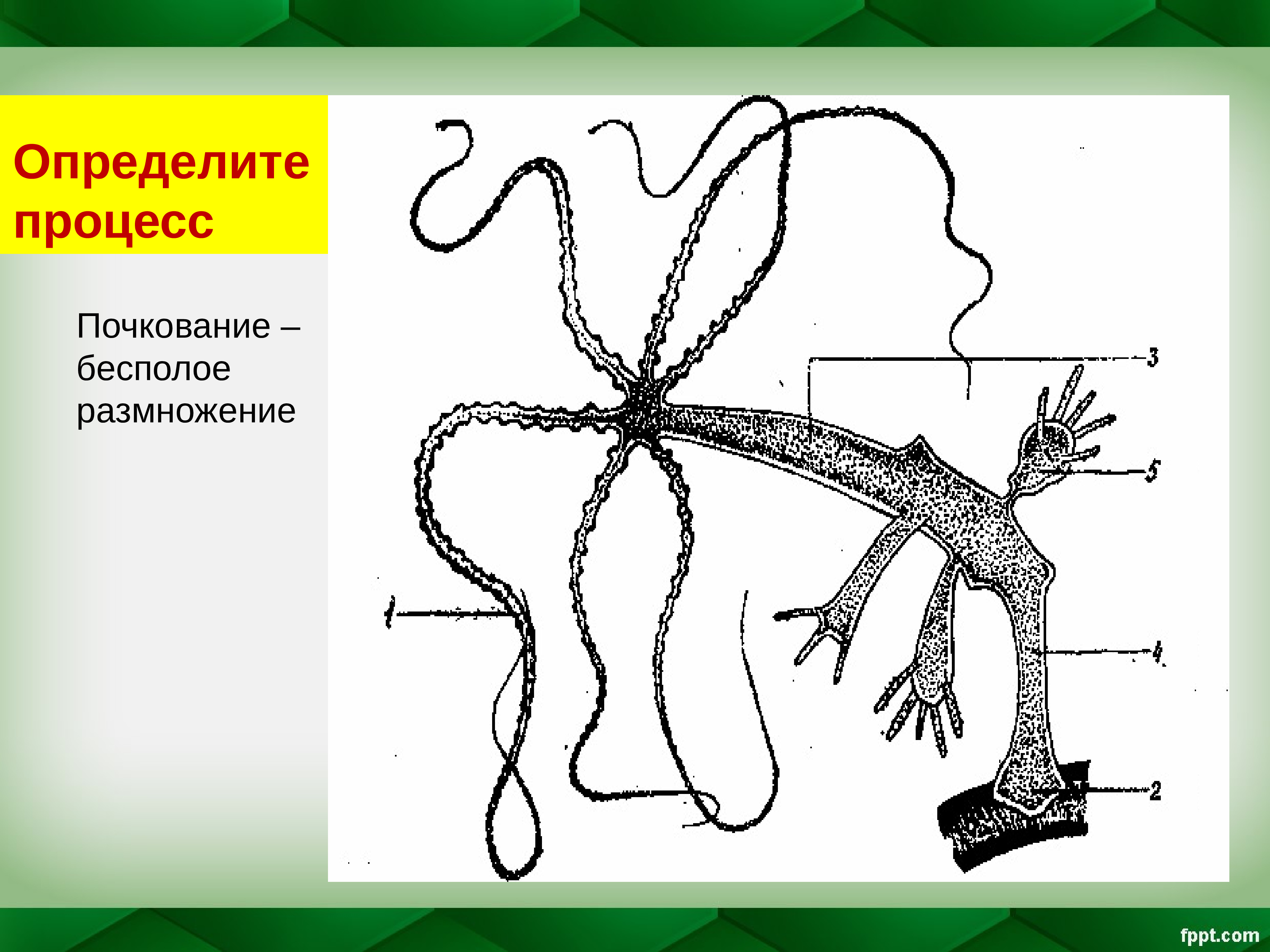 Процесс почкования. Почкование бесполое размножение. Размножение гидры. Процесс почкования у гидры это. Строение гидры.