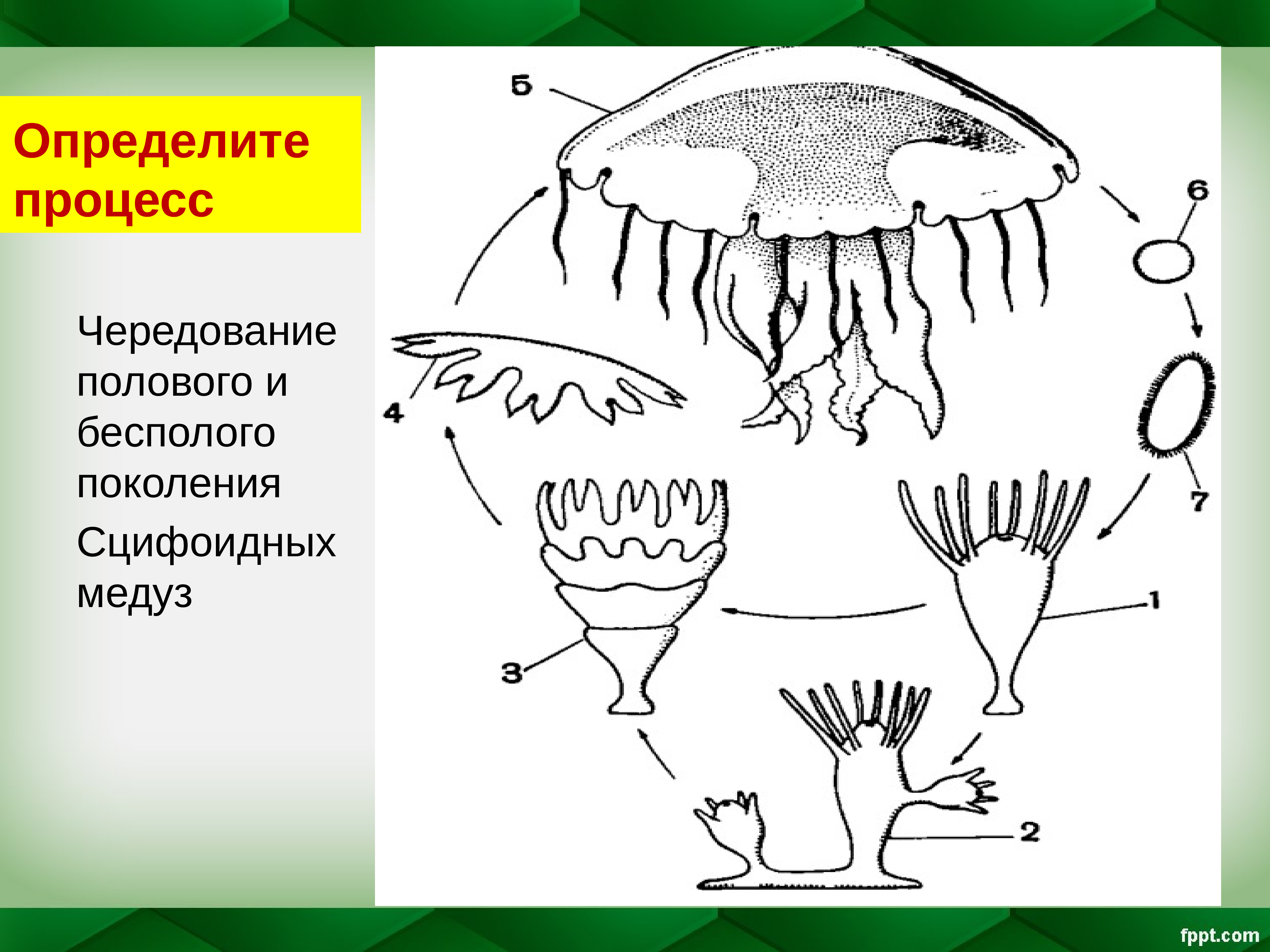 Чередование полового и бесполого поколений характерно для: