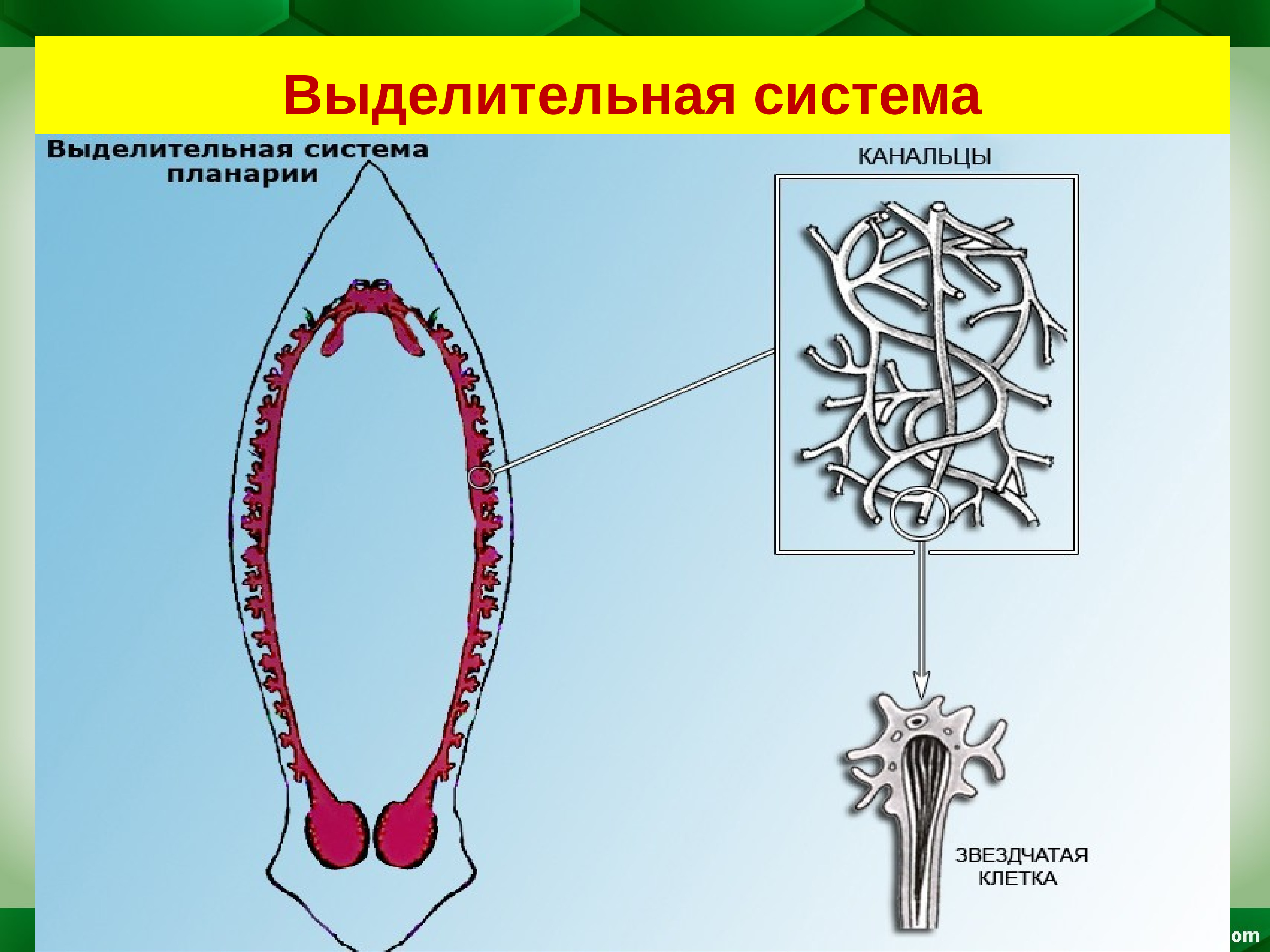 Каково строение