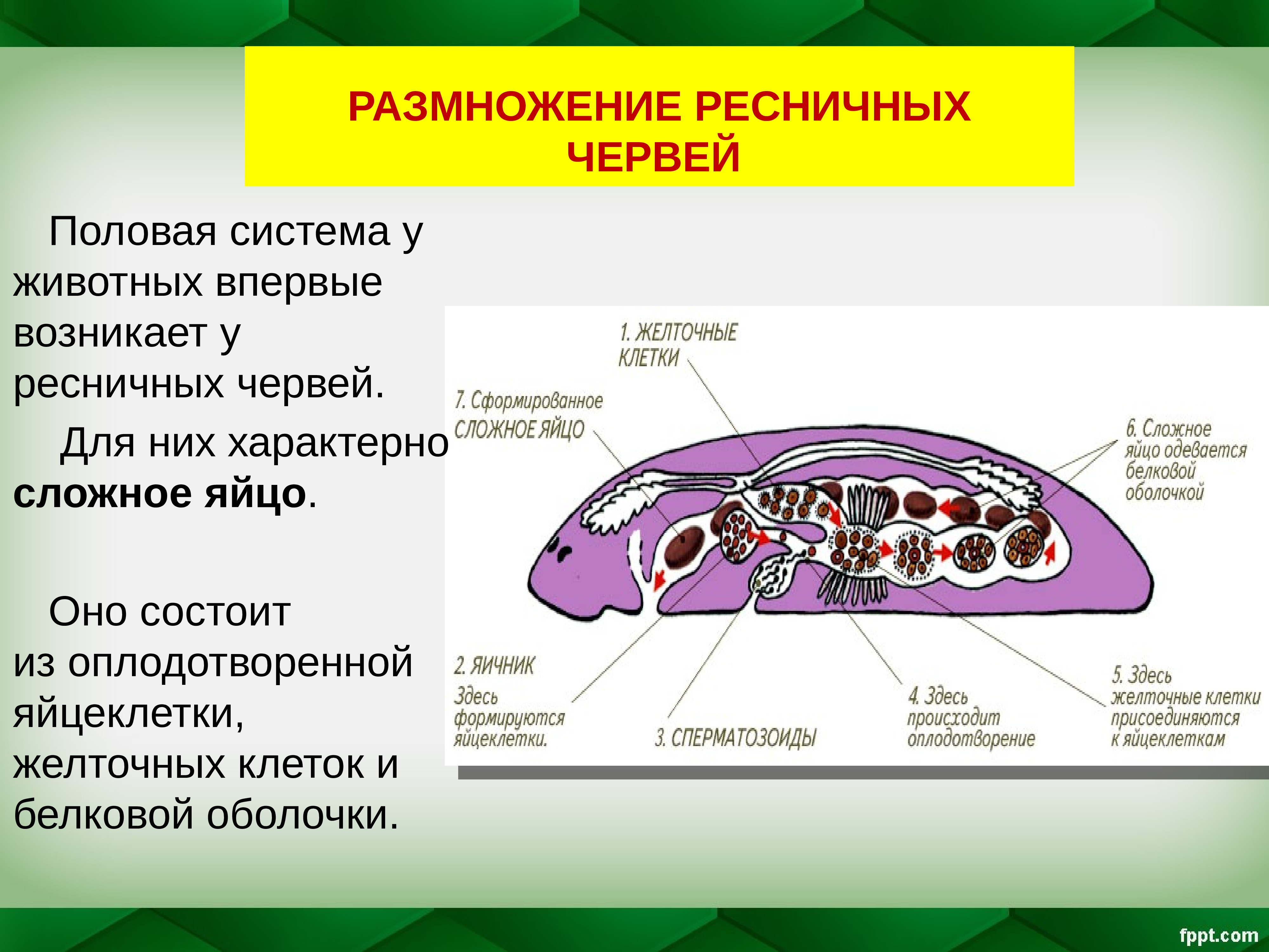 Плоские особенности строения. Половая система плоских червей 7 класс. Система размножения плоских червей 7 класс. Класс Ресничные черви размножение. Цикл развития плоских червей ресничных.