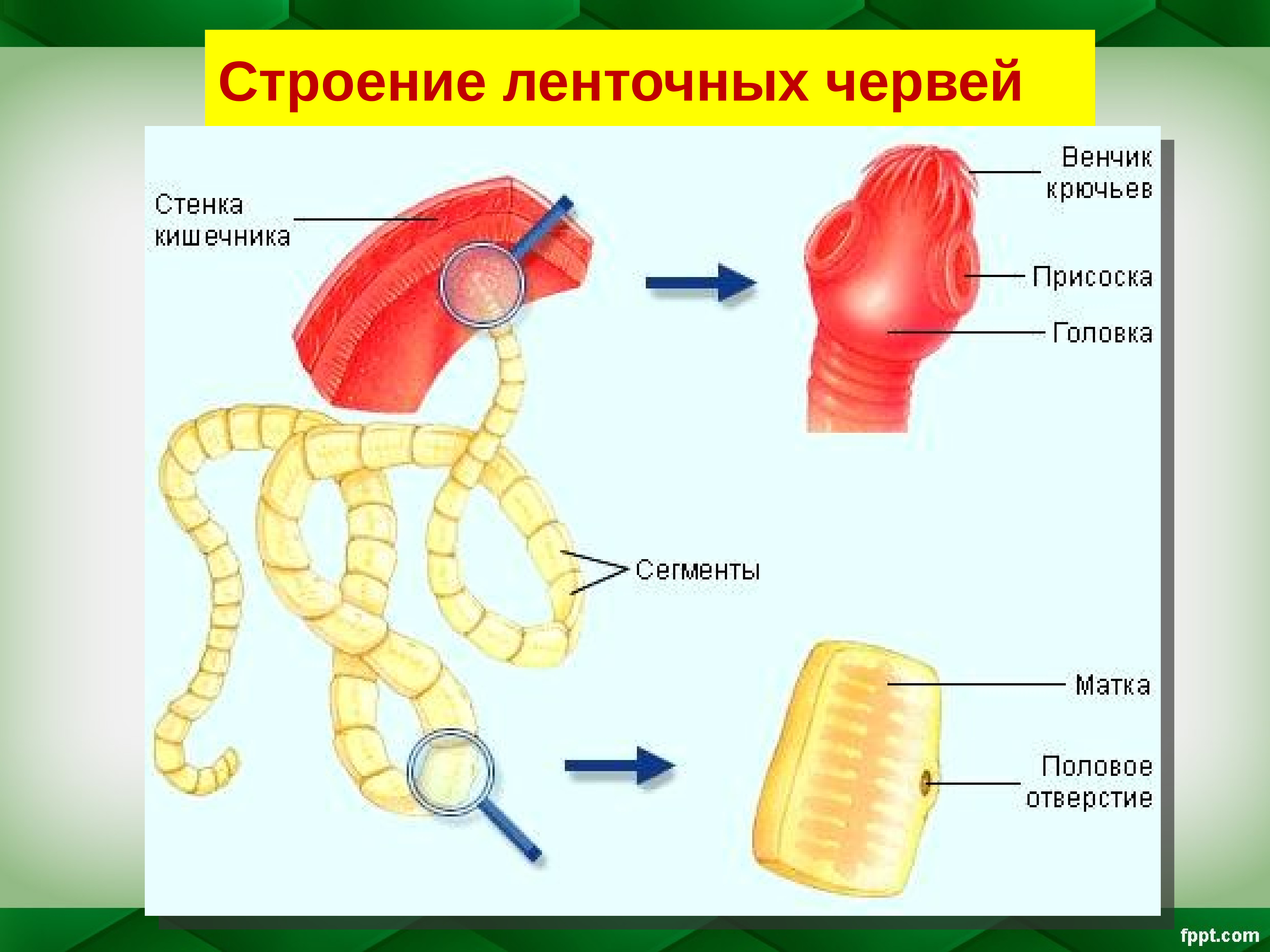 Класс ленточные черви строение тела