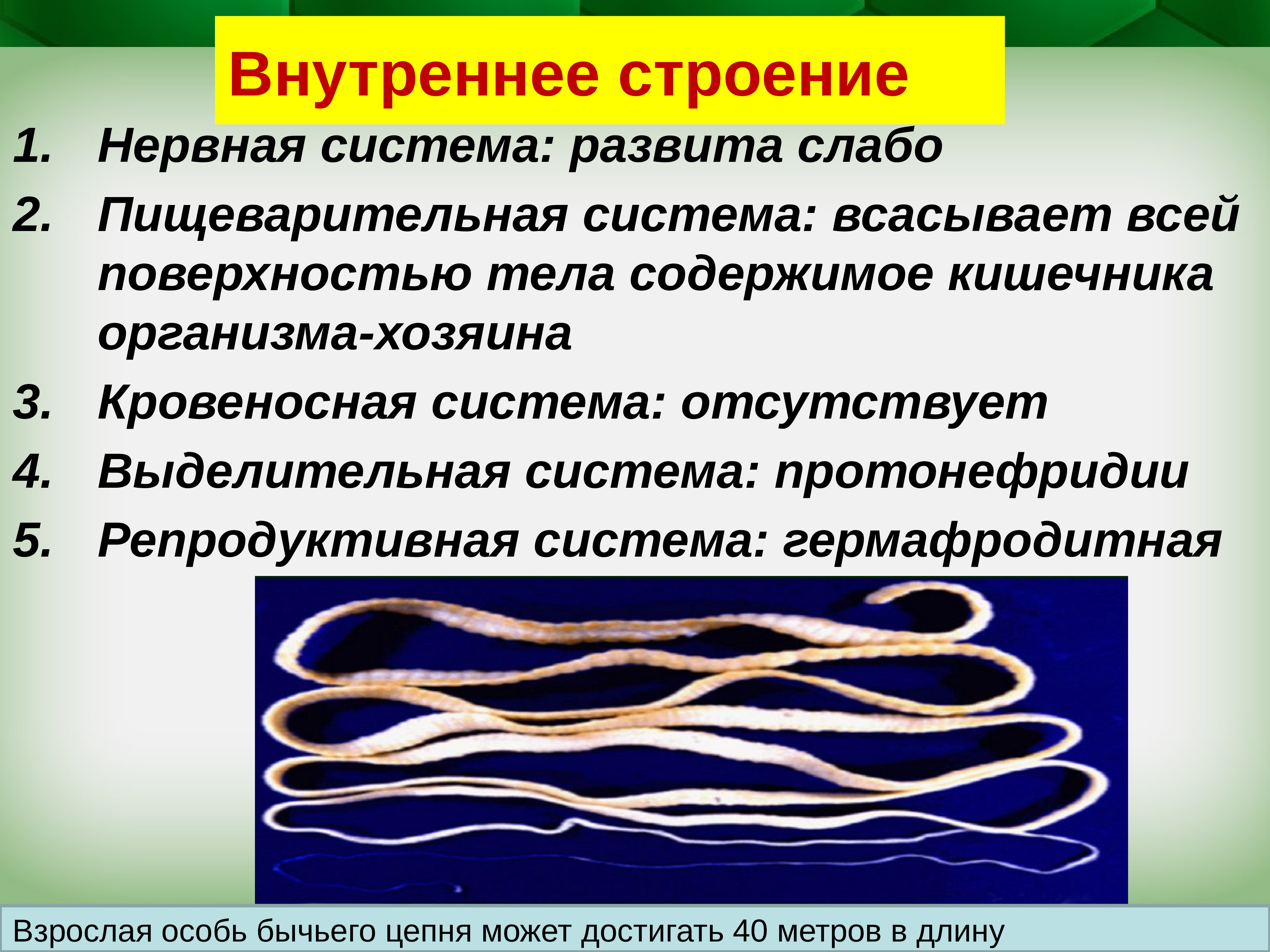 Бычий цепень кровеносная система. Бычьего цепня циркуляторная система. Кровеносная система ленточных червей. Цепень кровеносная система. Пищеварительная система цепня.