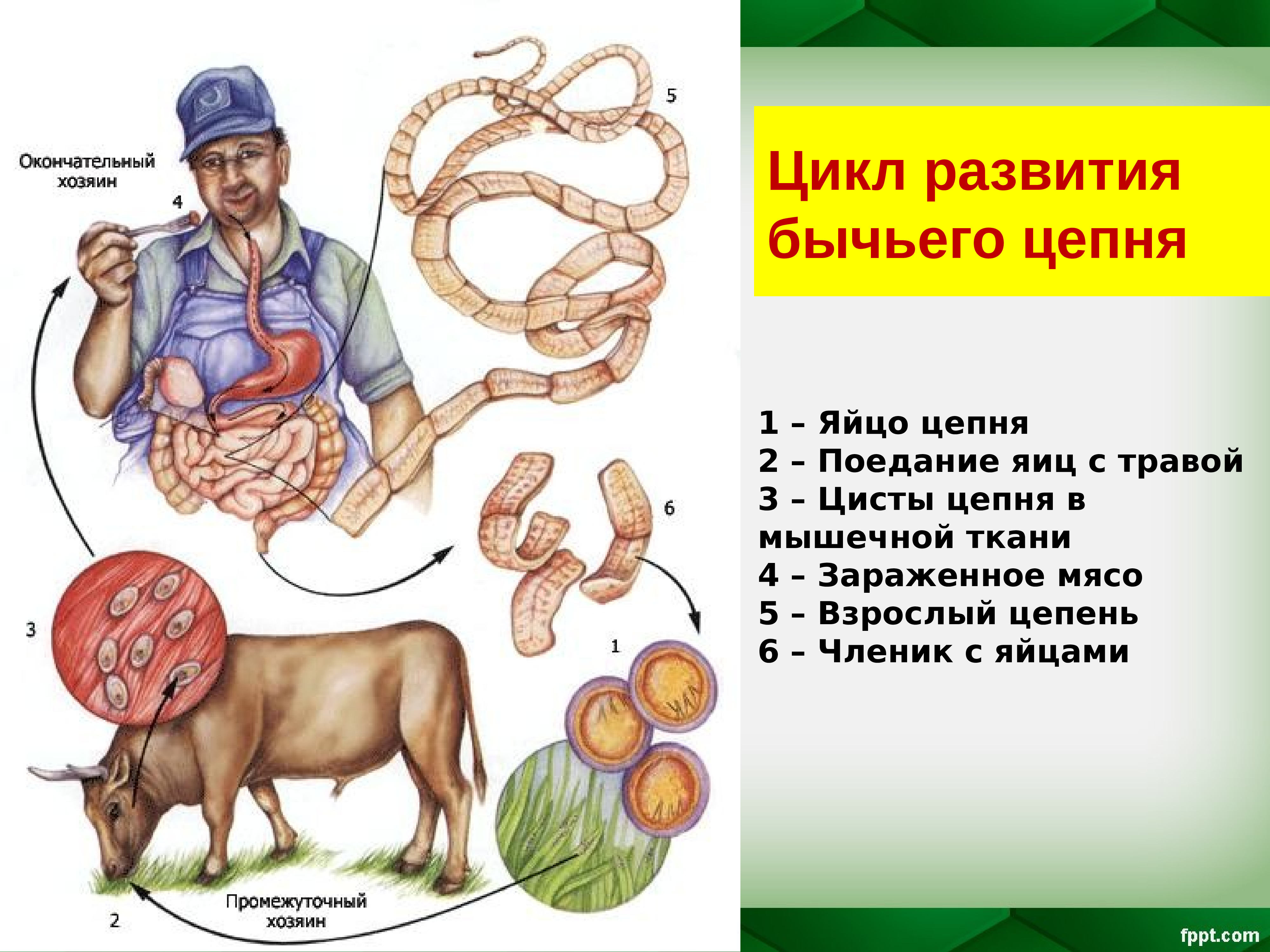 Бычьего цепня. Вино цепень промежуточный хозяин. Окончательный хозяин свиной цепень. Бычий цепень промежуточный хозяин окончательный хозяин. Цикл развития бычьего цепня 7 класс.