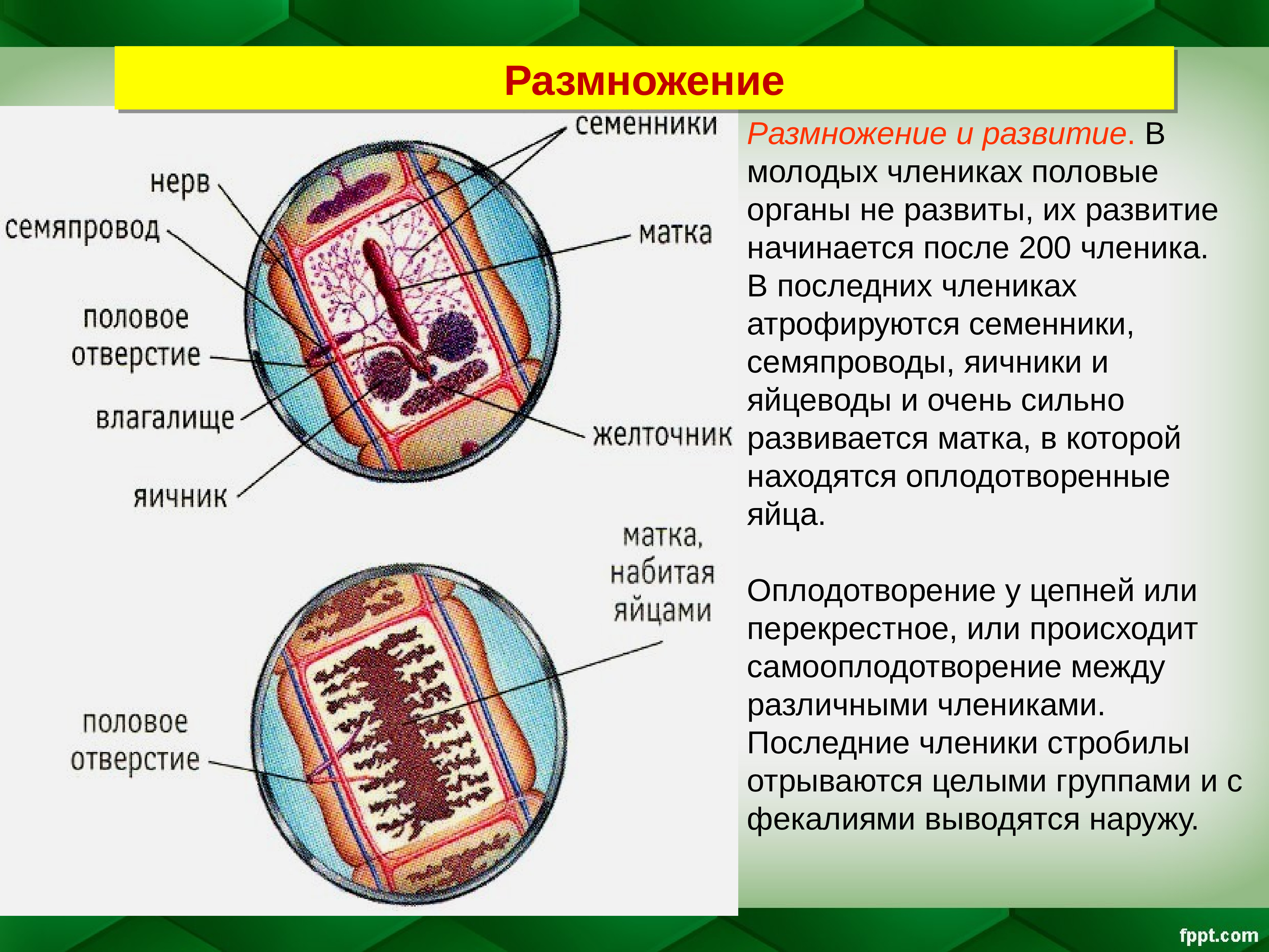 После 200. Типы семяпроводов. Семенники и семяпроводы у круглых червей. Семяпровод биология. Что такое семяпроводы в биологии 7 класс.