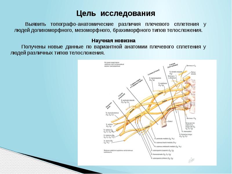 Плечевое сплетение презентация