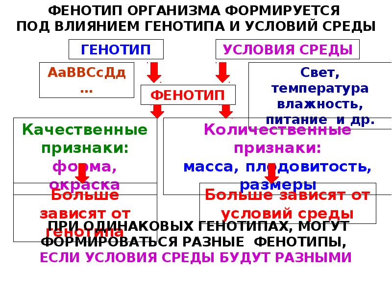 Закономерности изменчивости 10 класс презентация