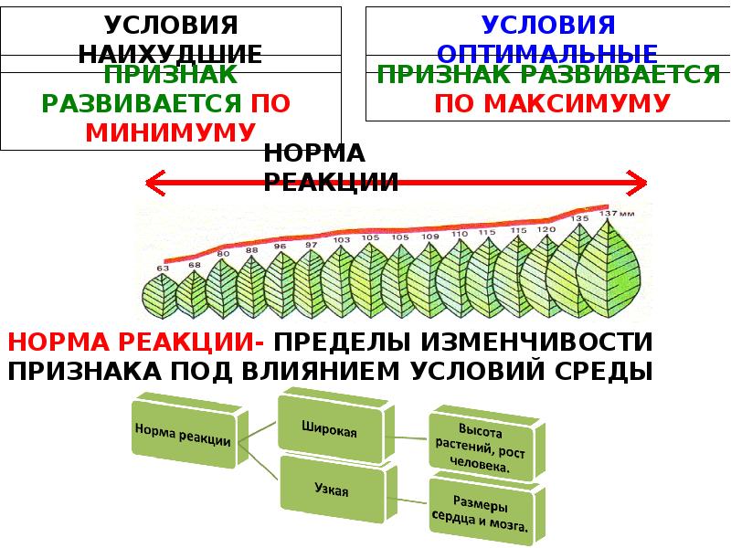 Модификационная изменчивость норма реакции тест