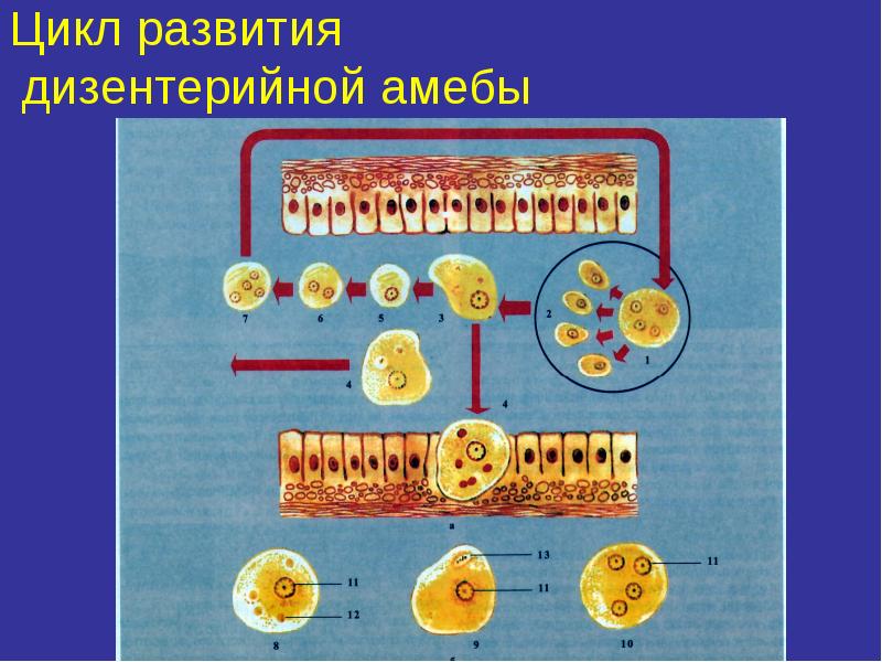 Медицинская протозоология презентация