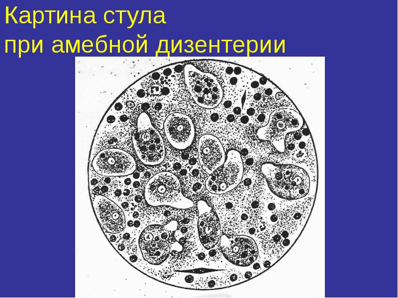 Медицинская протозоология презентация