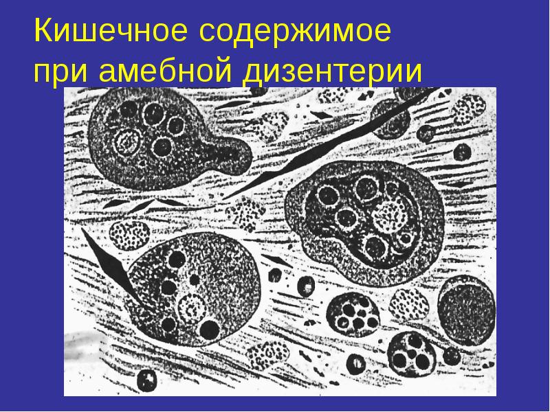 Медицинская протозоология презентация