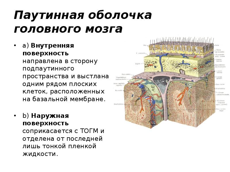 Оболочки головного мозга анатомия презентация