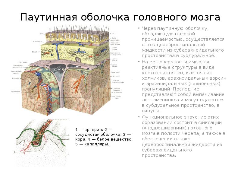 Оболочки головного мозга анатомия презентация