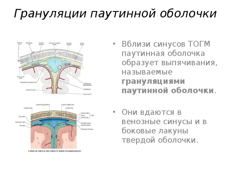 Оболочки головного мозга презентация